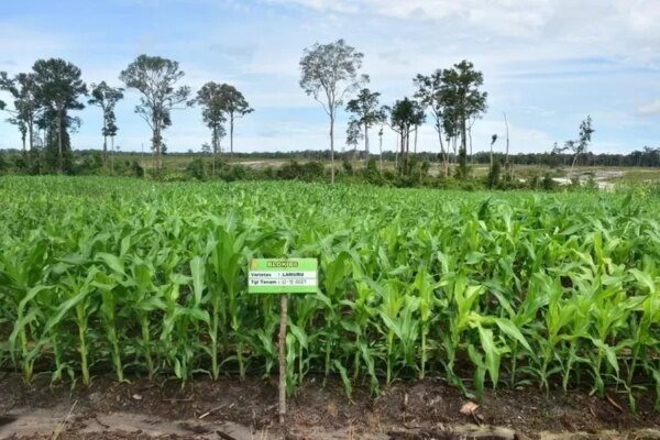 Presiden Prabowo Dorong Food Estate Demi Wujudkan Indonesia sebagai Lumbung Pangan Dunia