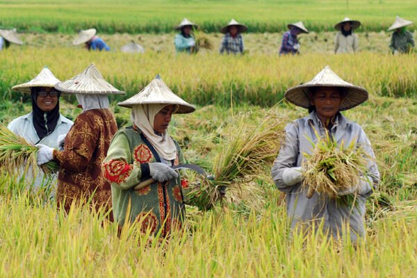 Pemerintah Percepat Swasembada Pangan dan Energi Melalui Pembangunan Infrastruktur